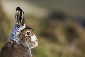 Cairngorms National Park Scotland Drucke: Mountain hare