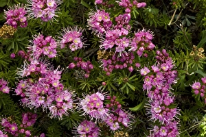 Purple Flowers In Nature Drucke: Mountain heather (Phyllodoce breweri)