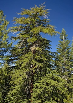 Bergahorn (Tsuga mertensiana)