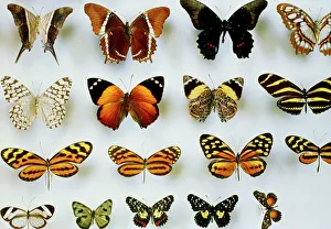 Bilder aus dem Jahr 2003: Montierte Schmetterlinge