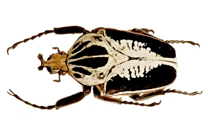 Drucke von Gewöhnlicher Riesenkäfer (Goliathus regius). Fotografiert an der Universität von Neapel 'La Fakultà d'Agronomia',Porticu,Naples(Italien) Bilder Datiert 2006 September: Riesenkäfer