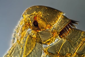 Light Microscopy Images Drucke: Mouse flea, light micrograph