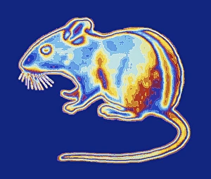 Drucke von Bildwerk von Computern eines Mäuses mit einer Infrarotbildung des Tieres wie es durch einige Schlangen gesehen wird. Die unterschiedlichen Farben stellen verschiedene Temperaturen dar Bilder Datiert 2011 Mai: Maus, Infrarot, Computerkunstwerk
