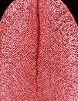 Scanning Electron Microscope Photos Drucke: Mouse tongue, SEM