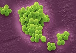 SEM Images Of Bacteria Drucke: MRSA bacteria, SEM