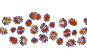MRSA Bacteria Drucke: MRSA bacteria, TEM