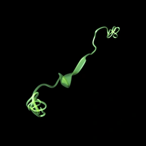 Drucke von MUK-7-Molekül. Computermodell zeigend die Struktur eines Moleküls der Proteinmucin 7 (MUC7). Die Hauptmerkmale von den Mukinen ist ihre Fähigkeit, Gels zu bilden Bilder Datiert 2013 März: MUK-7-Molekül