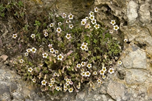 Spanish Wildflowers Drucke: Mucizonia hispida