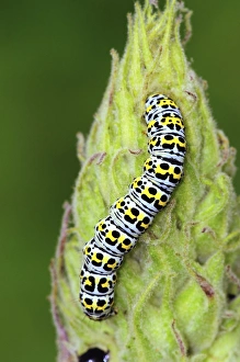 British Insects In Summer Drucke: Mullein moth caterpillar