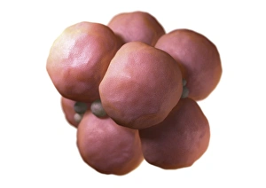 Drucke von Zellreifungszysteem. Bild 4 von 4 Computermodell darstellt eine Gruppe der Tochtersellen Bilder Datiert 2008 August: Zellreichiges Embryo, Kunstwerk