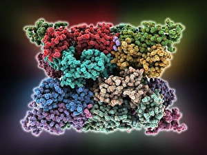 Molecular Biology Models Drucke: Multiple sclerosis protein complex C015 / 3496