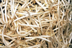 Vigna Radiata Drucke: Mung bean sprouts