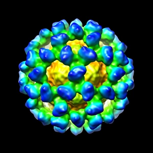 Mausviren Norovirus, Computermodell
