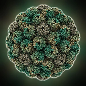Icosahedral Symmetry In Viruses Drucke: Murine polyomavirus capsid