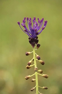 Provence Flowers Drucke: Muscari comosum