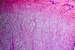 Light Microscopy Images Drucke: Muscle tissue, light micrograph C014 / 4598