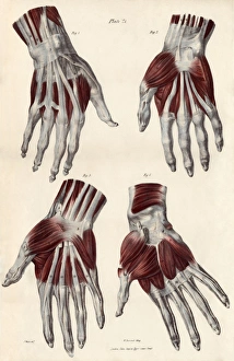 Bilder Datiert 2012 April: Muskeln der Hand