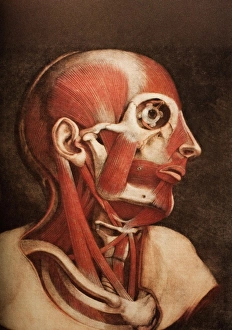 Drucke von Muskeln des Kopfes und Nackens, historische anatomische Kunstwerk aus dem 19.Jahrhundert.Dieser Kopf wurde aufgebrochen, um mehrere Muskeln zu zeigen Bilder Datiert 2006 Oktober: Muskeln des Kopfes und Halses