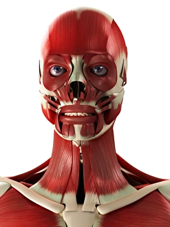 Head And Neck Anatomy Drucke: Muscles of the head and neck, artwork