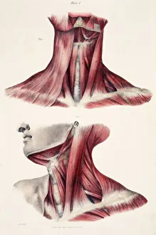19th Century Illustration Drucke: Muscles of the neck