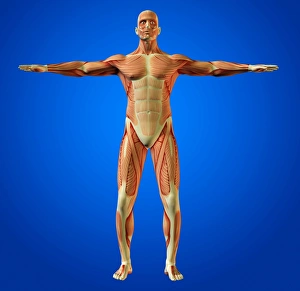 Human Muscular System Drucke: Muscular system