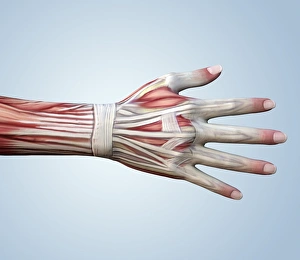 Human Hand Anatomy Drucke: Muscular system of a hand
