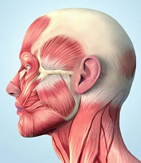 Human Muscular System Drucke: Muscular system on head