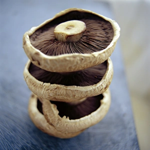 Drucke von Essbare Pilze. Pilze sind reich an Faser und Kupfer, sie sind auch eine Quelle der Vitamine B 2 (Riboflavin) und B 3 (Niacin) Bilder Datiert 2003 Juni: Mushrooms
