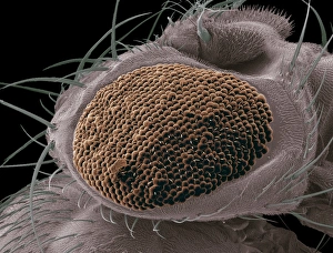 Compound Eye SEM Drucke: Mutant fruit fly compound eye, SEM