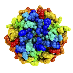 Molecular Biology Models Drucke: Mutant insulin, molecular model