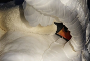 Wildlife Photography Swans Drucke: Mute swan preening