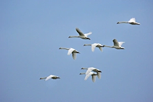 Bird Migration Patterns UK Drucke: Mute swans