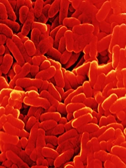 Tuberculosis Bacteria Drucke: Mycobacterium tuber- culosis bacteria