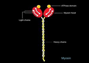 Drucke von Die Struktur von Myosin. Computerkunstwerk zeichnet die Struktur des myosen II, eines molekularen Motors verantwortlich für Muskelkontraktion dar Bilder Datiert 2011 Juni: Die Struktur von Myosin, Kunstwerk