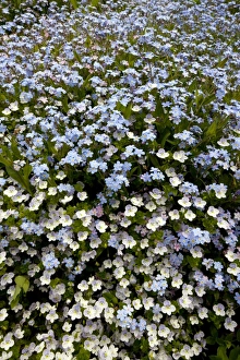 Myosotis Sylvatica Drucke: Myosotis sylvatica