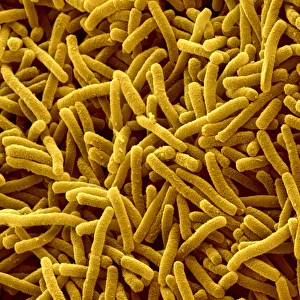 SEM Images Of Bacteria Drucke: Myxococcus xanthus bacteria, SEM