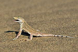 Namibia Wildlife Photos Drucke: Namib sand-diving lizard