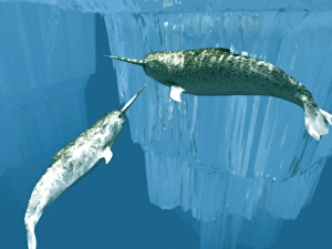 Drucke von Narwalke (Monodon monoceros), Computerkunstwerk. Diese seltene Meeresmammale sind eine der drei Walfamilien, die ihr ganzes Leben im Arktis verbringen Bilder Datiert 2004 November: Narwhals