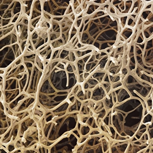 Drucke von Natürliche Schwammartige Farbgebung eines elektronenmikroskopischen Bildes der Struktur des Körpers einer natürlichen Schwamms (Phylum Porifera) Bilder Datiert 2009 November: Natürlicher Schwamm, SEM