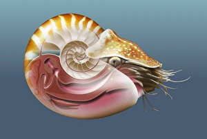 Nautilus Shell Drucke: Nautilus, artwork