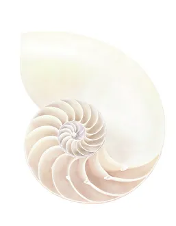 Cephalopod Marine Life Drucke: Nautilus shell