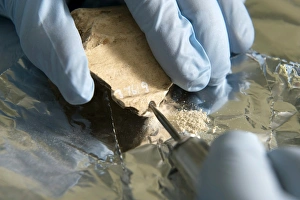 Bilder Datiert 9. Februar 2009: Extraktion von Neandertal-DNA
