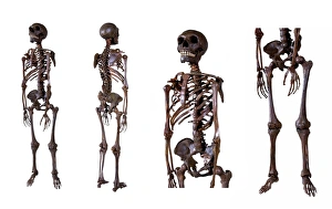 Prehistoric Human Remains Drucke: Neanderthal skeleton C016 / 5666