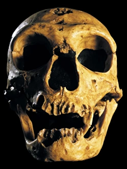 Neanderthal Skull Drucke: Neanderthal skull