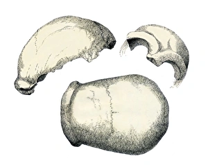 Neanderthal Skull Drucke: Neanderthal skull, artwork