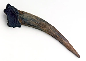 Prehistoric Stone Tools Drucke: Neanderthal tool C016 / 5607