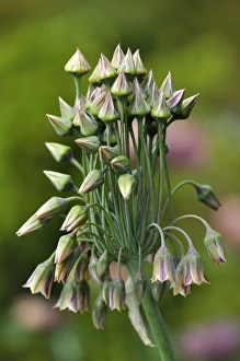 Wild Garlic Flowers Drucke: Nectaroscordum scopulorum