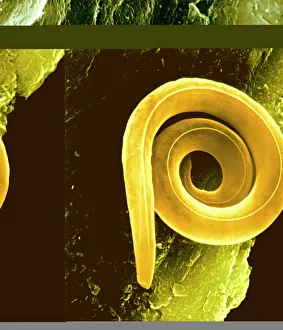 Coloured Scanning Electron Micrograph Drucke: Nematode worm, SEM