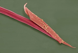 Drucke von Nematodenwurm. Scanningelektronenmikroskopbild eines juvenilen Heterorhabditis bacteriophora Nematodenwurms (Zentrum) als es seine Hautschicht (äußere Schicht) Bilder Datiert 2008 April: Ringselwürmer im SEM