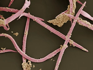 Drucke von Nematoden-Würmer. Scanning-Elektronen-Mikroskopbild von Heterorhabditis megidis Nematodenwürmern (rot). Diese Art ist ein Entomopathogenes Nematomer, d.h Bilder Datiert 2008 Februar: Ringselwürmer im SEM